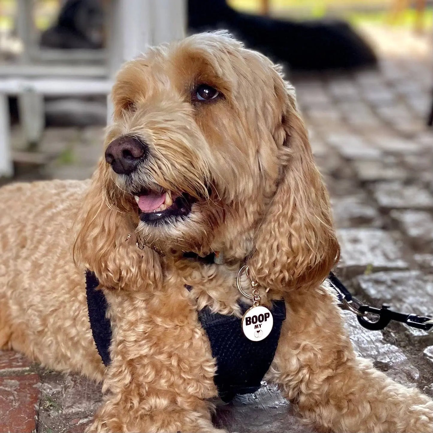 Cocopup London - Hundhalsband Charm - Boop My Snoot