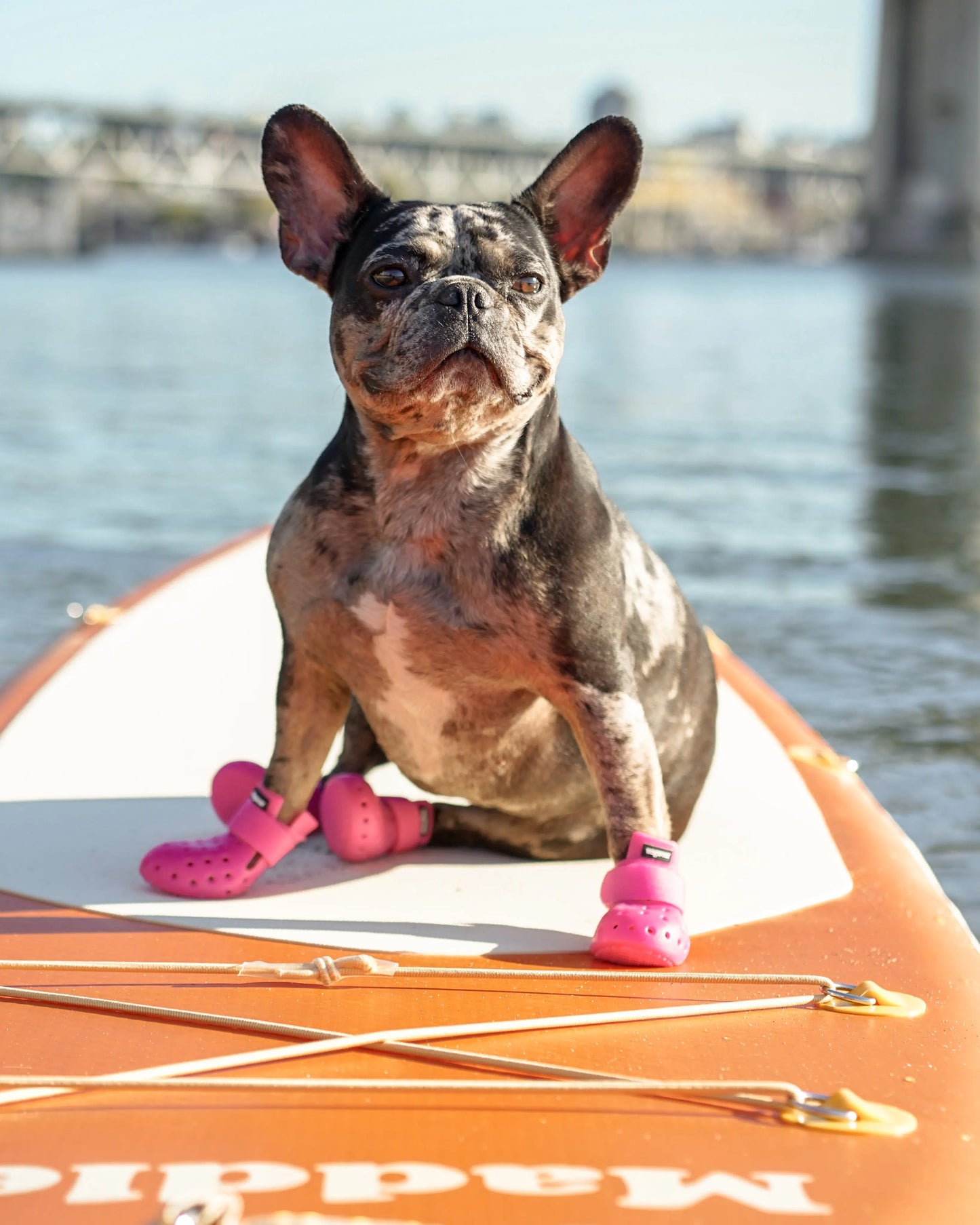 WagWellies® Mojave Neon Rosa