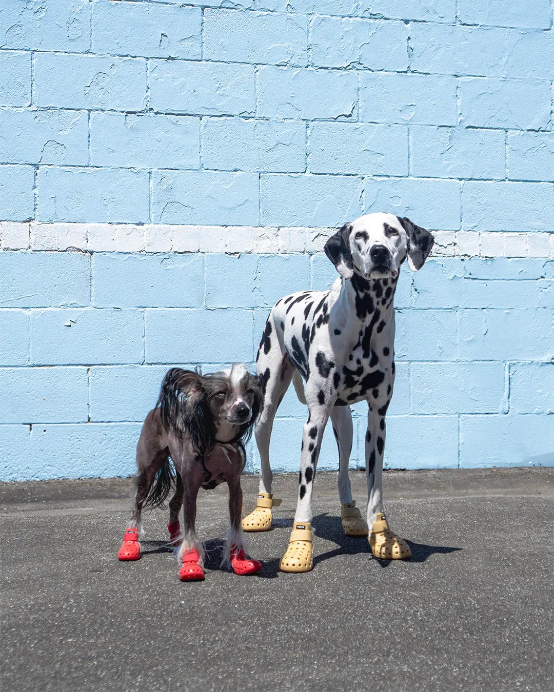 WagWellies® Mojave Neon Rosa