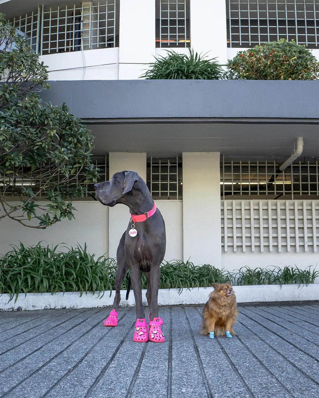 WagWellies® Mojave Neon Rosa