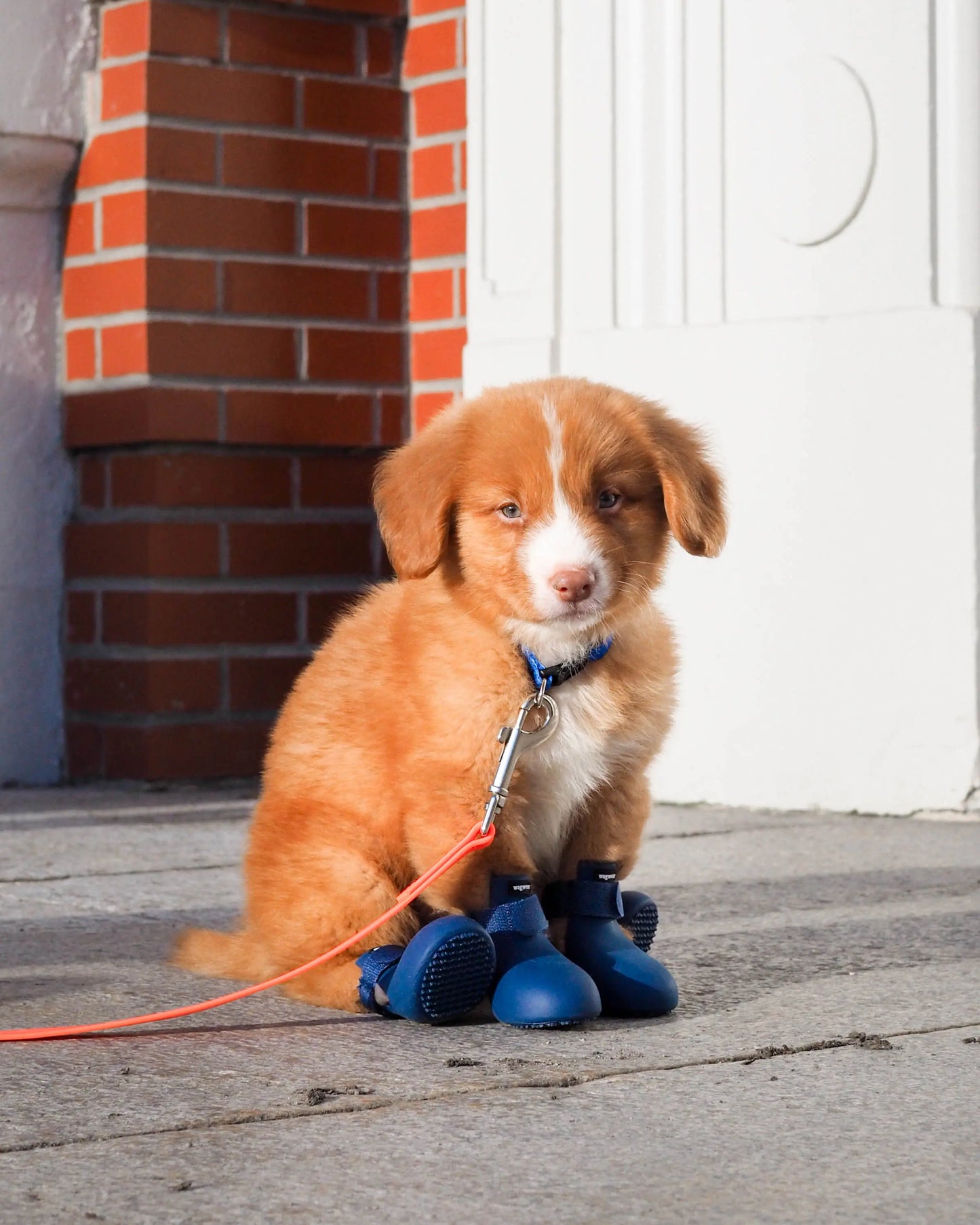 WagWellies® Marinblå - Wiener and Friends