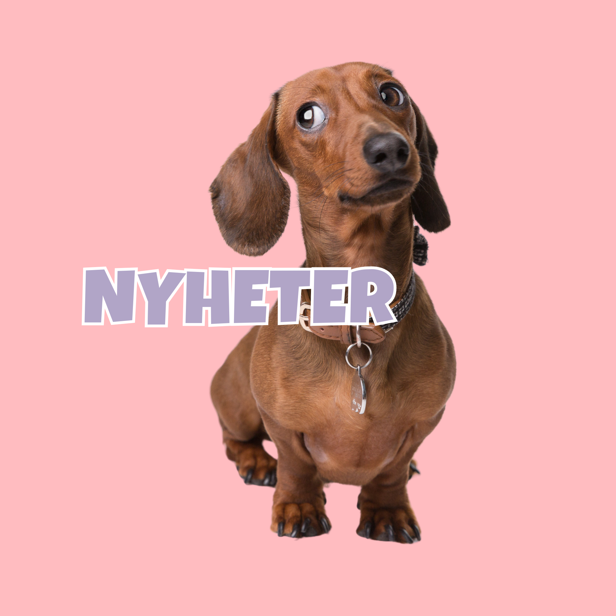 Nyheter