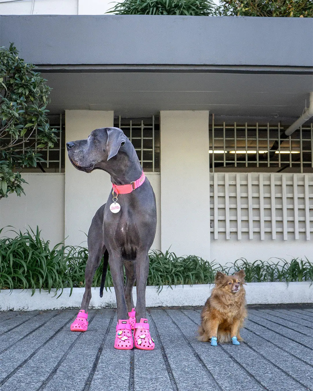 Hundskor - Wiener and Friends