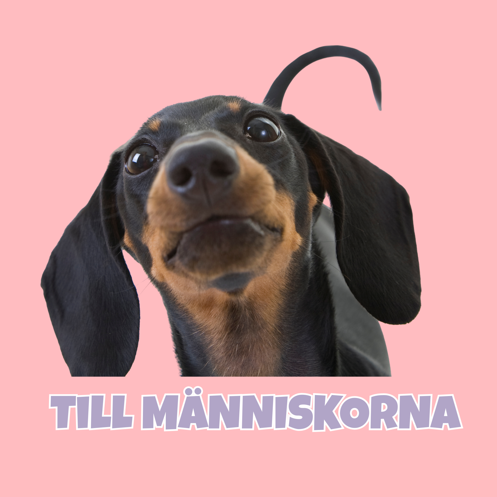 För hundägaren