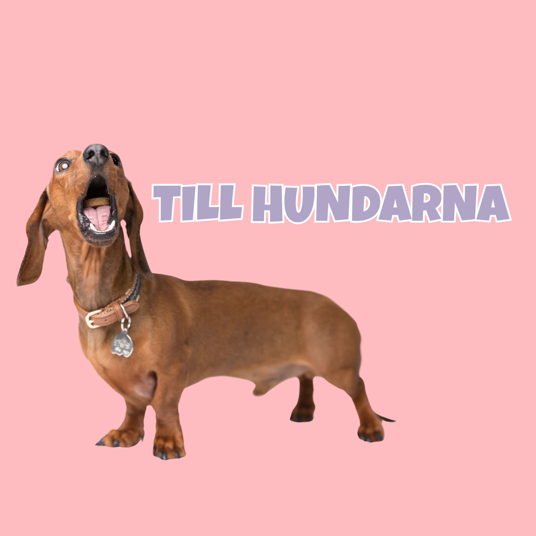 Extra bra pris - För hunden
