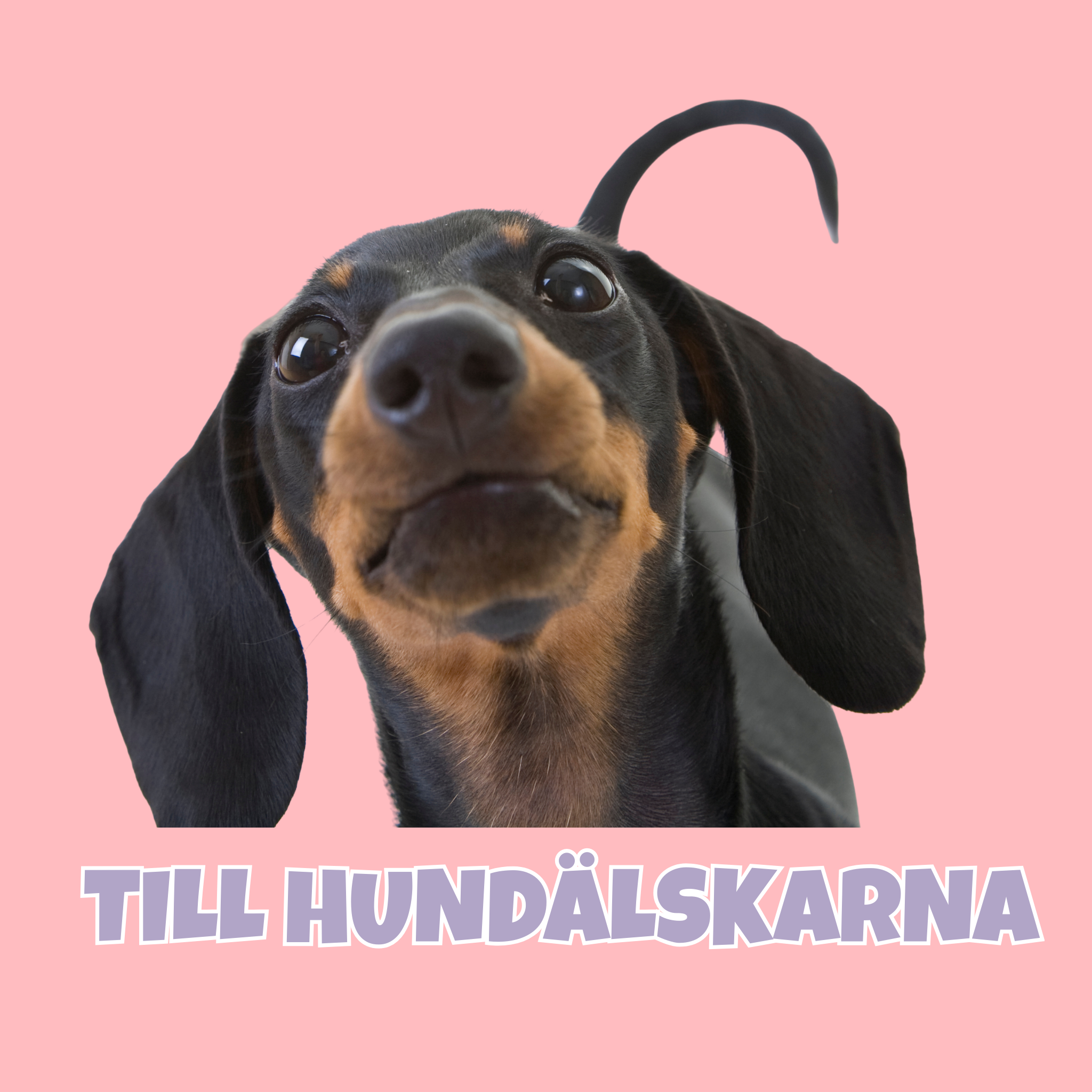 Extra bra pris - För hundägaren