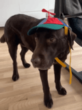 Keps för hund med propeller Hattar & Accessoarer