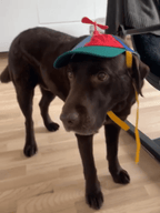 Keps för hund med propeller Hattar & Accessoarer