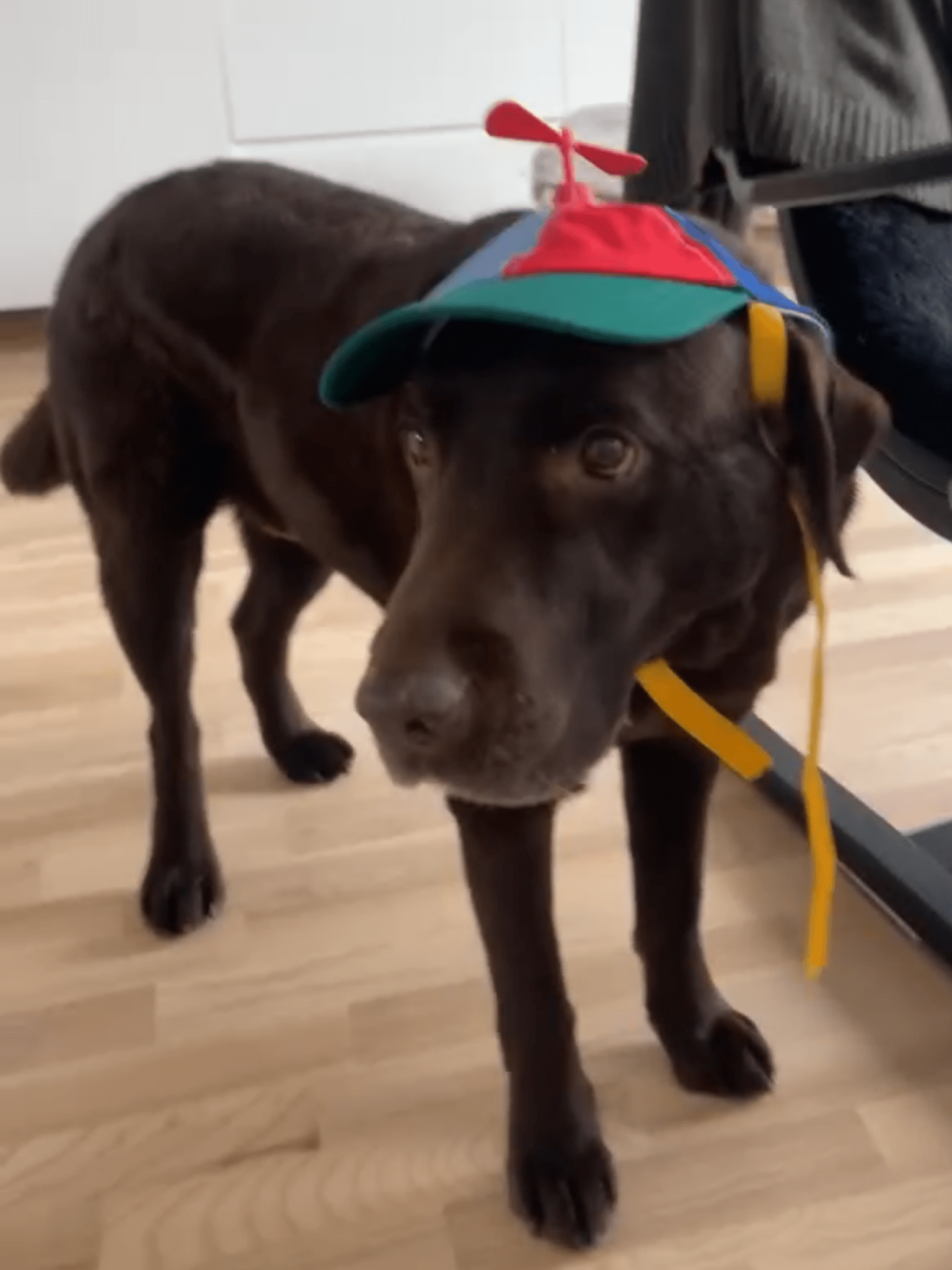 Keps för hund med propeller Hattar & Accessoarer