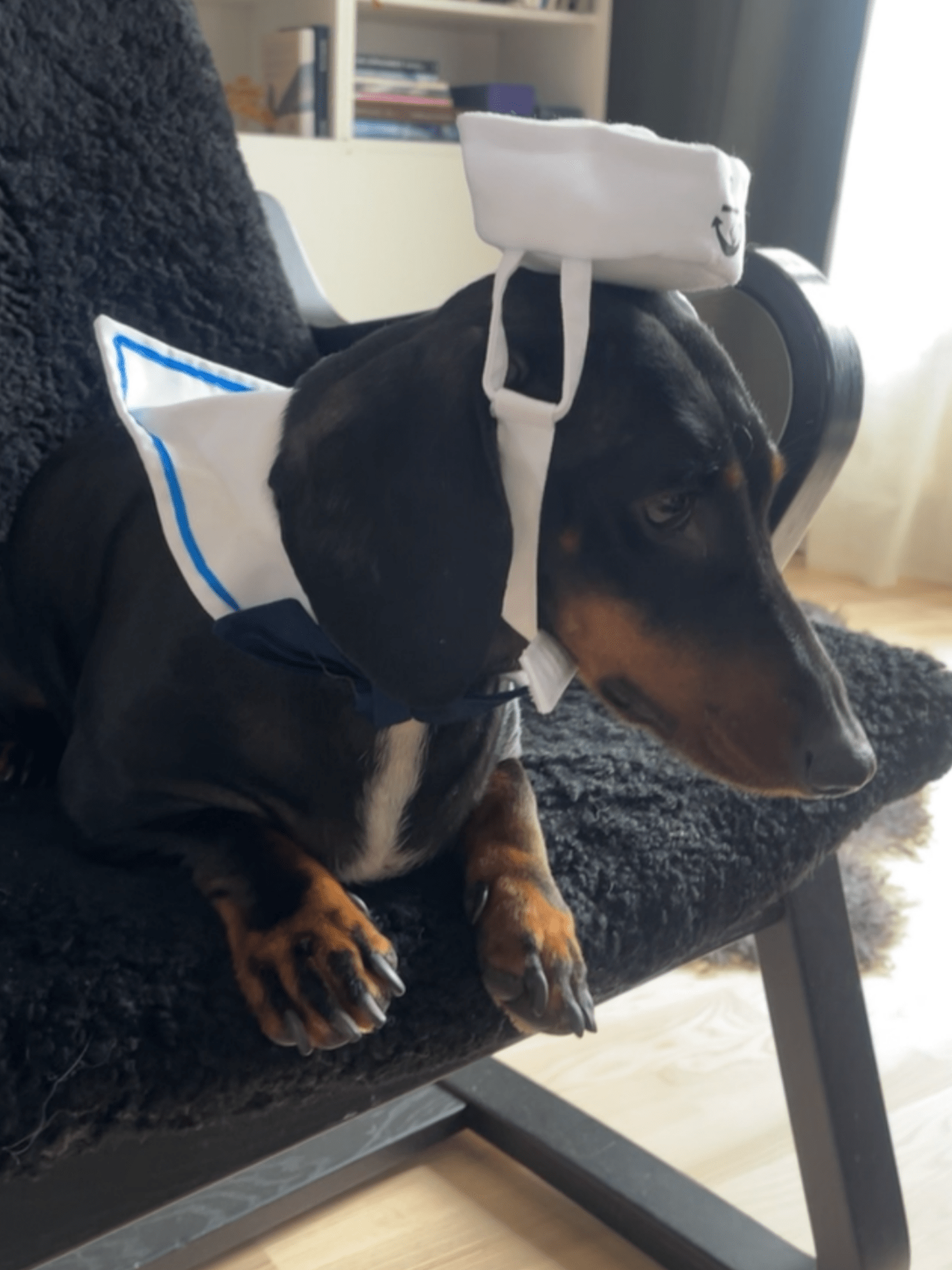 Sjömanskostym för hund Hattar & Accessoarer