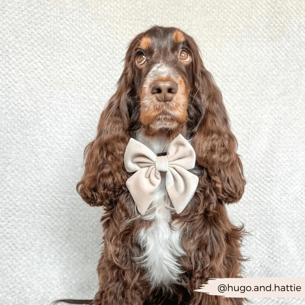 Flugor & Rosetter Flugor & Rosetter