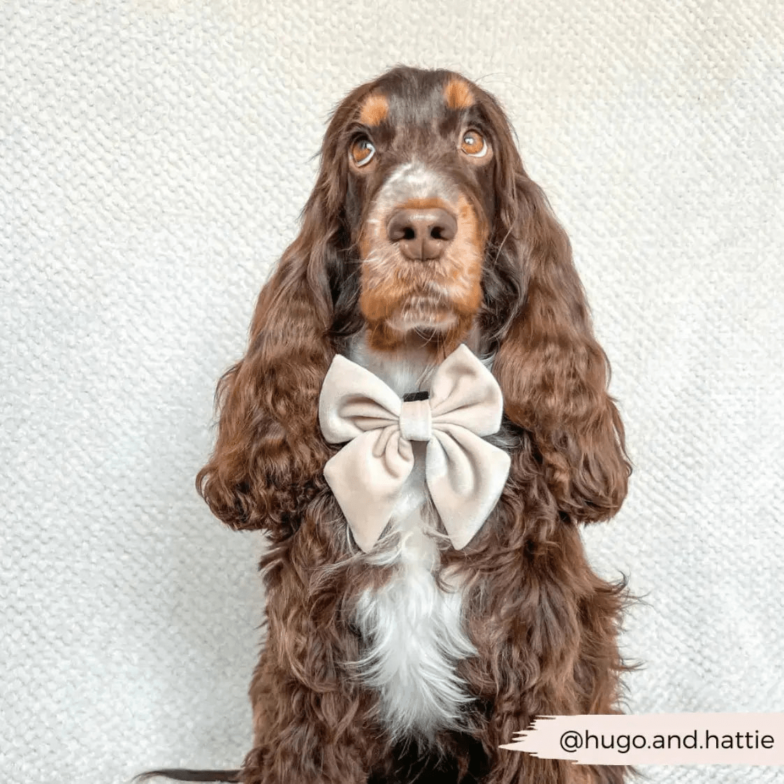 Flugor & Rosetter Flugor & Rosetter