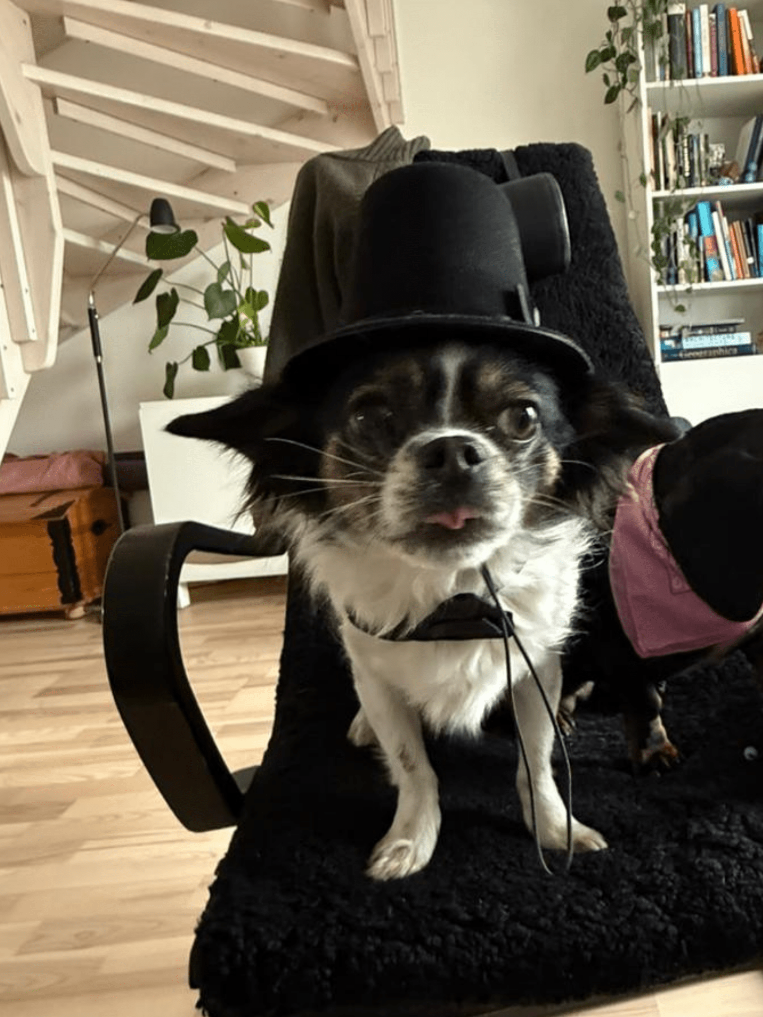 Top hat & fluga för hund Hattar & Accessoarer