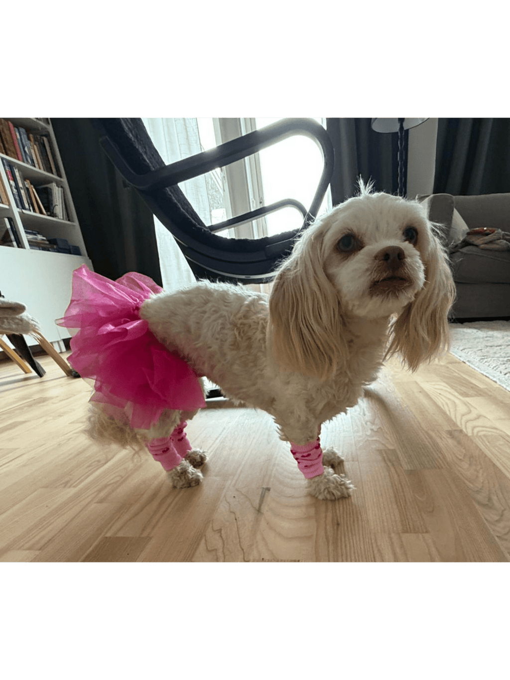 Ballerinaset för hund Hattar & Accessoarer