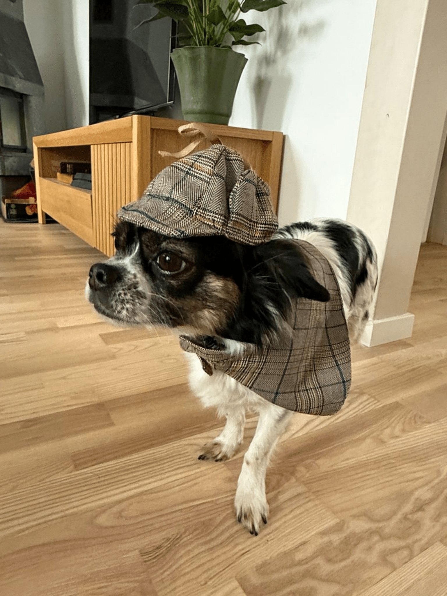 Detektivhatt & Cape för hund Hattar & Accessoarer