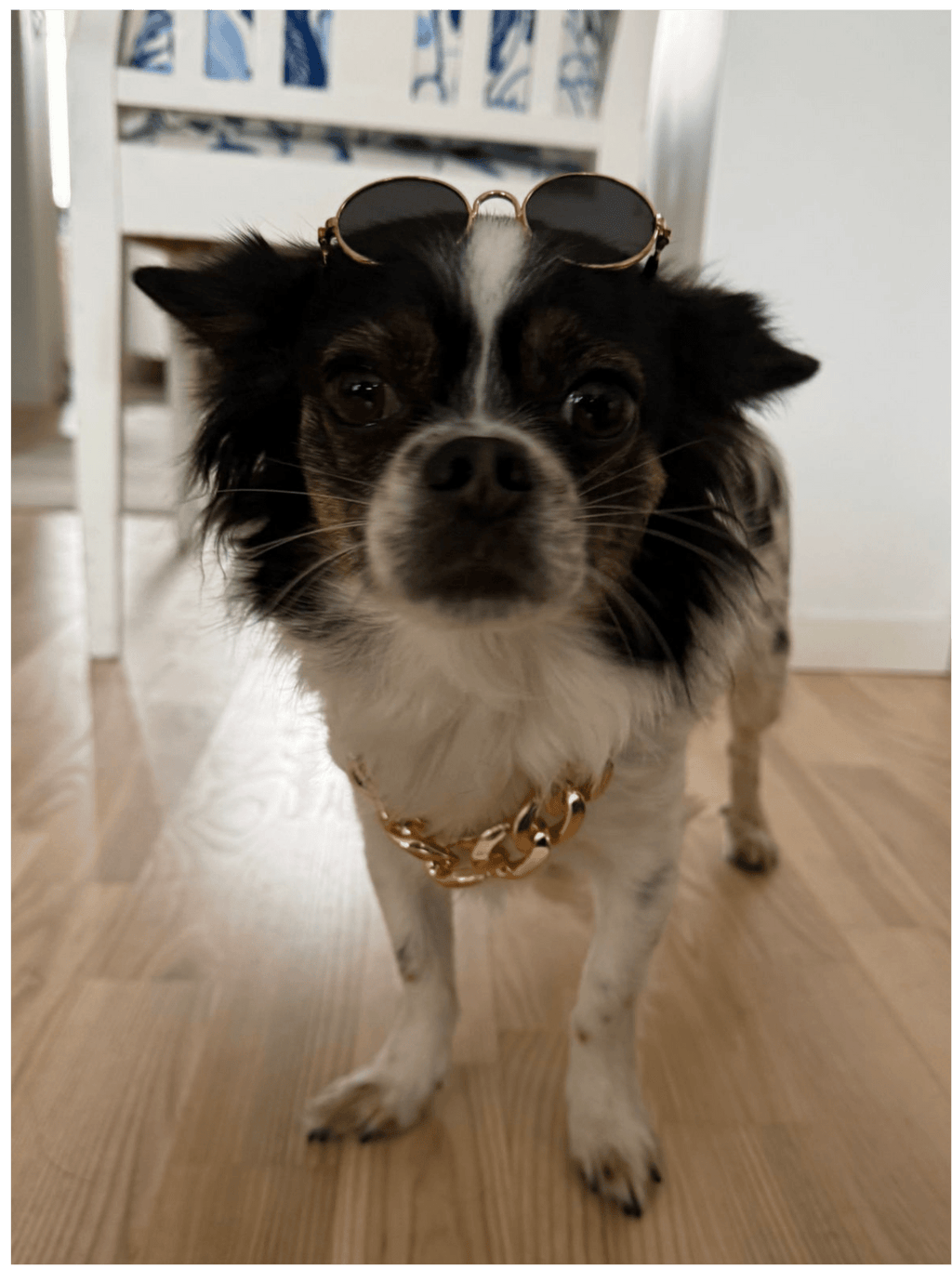 Bling Kit för hund – Glasögon & Guldkedja Hattar & Accessoarer