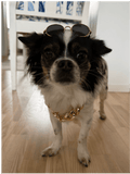 Bling Kit för hund – Glasögon & Guldkedja Hattar & Accessoarer