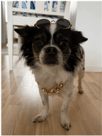 Bling Kit för hund – Glasögon & Guldkedja Hattar & Accessoarer