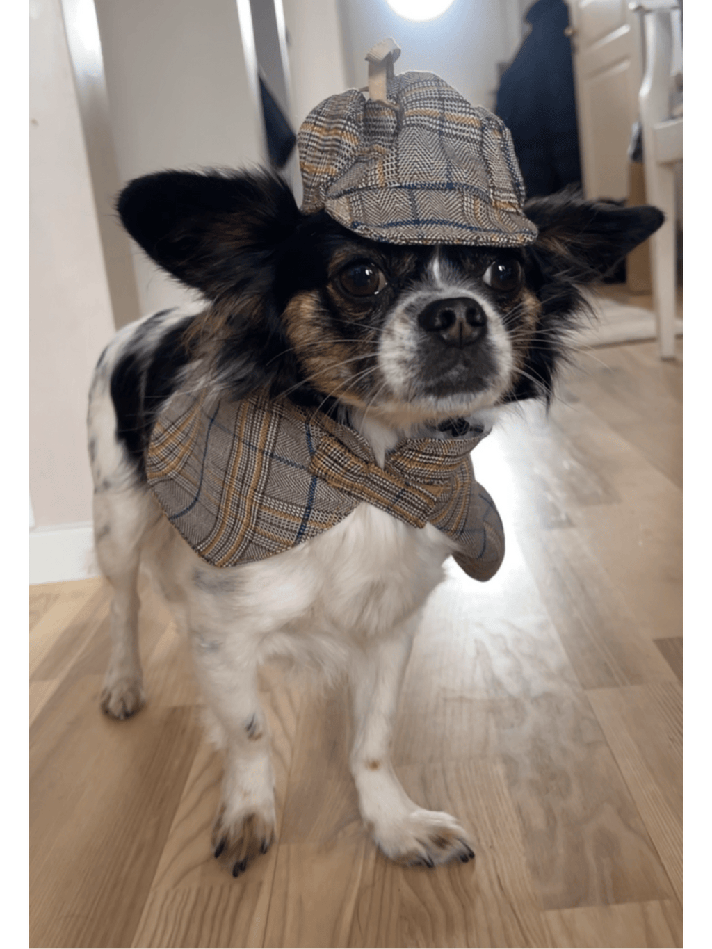 Detektivhatt & Cape för hund Hattar & Accessoarer