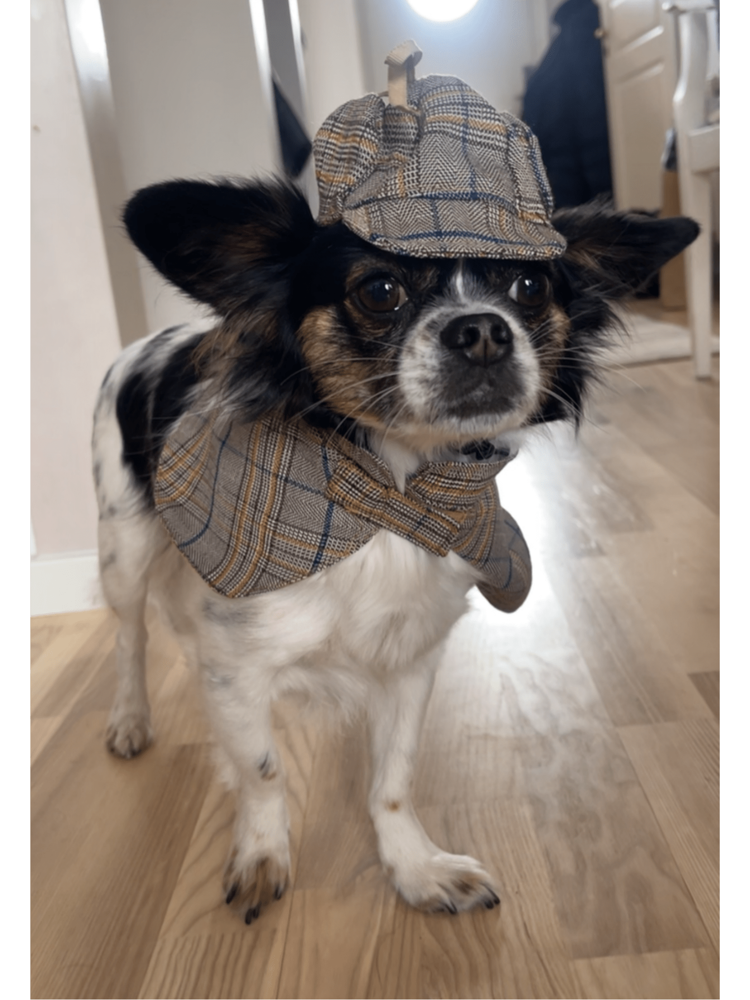 Detektivhatt & Cape för hund Hattar & Accessoarer