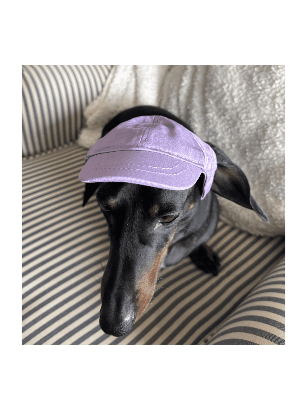Dog Cap Keps