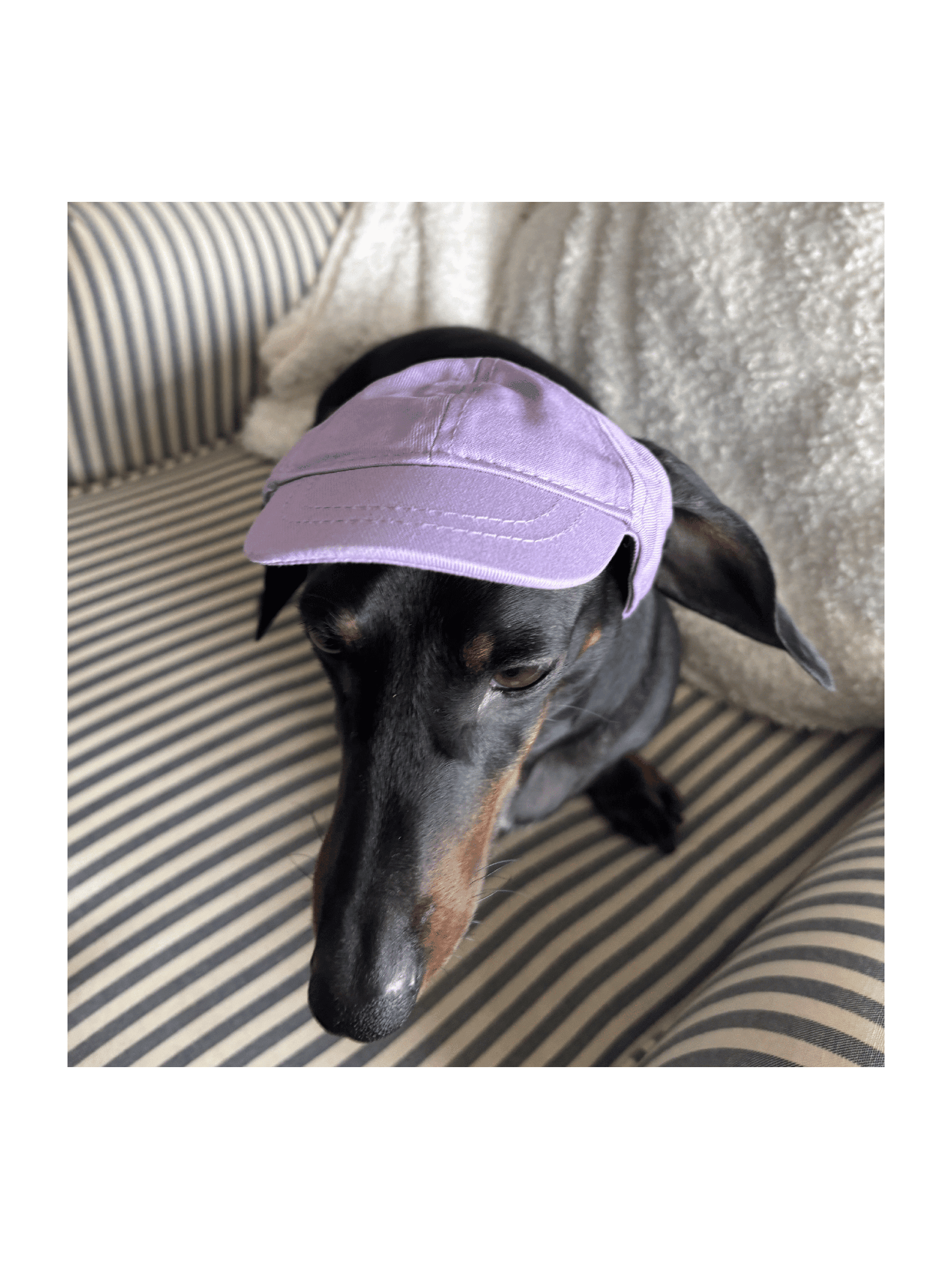 Dog Cap Keps