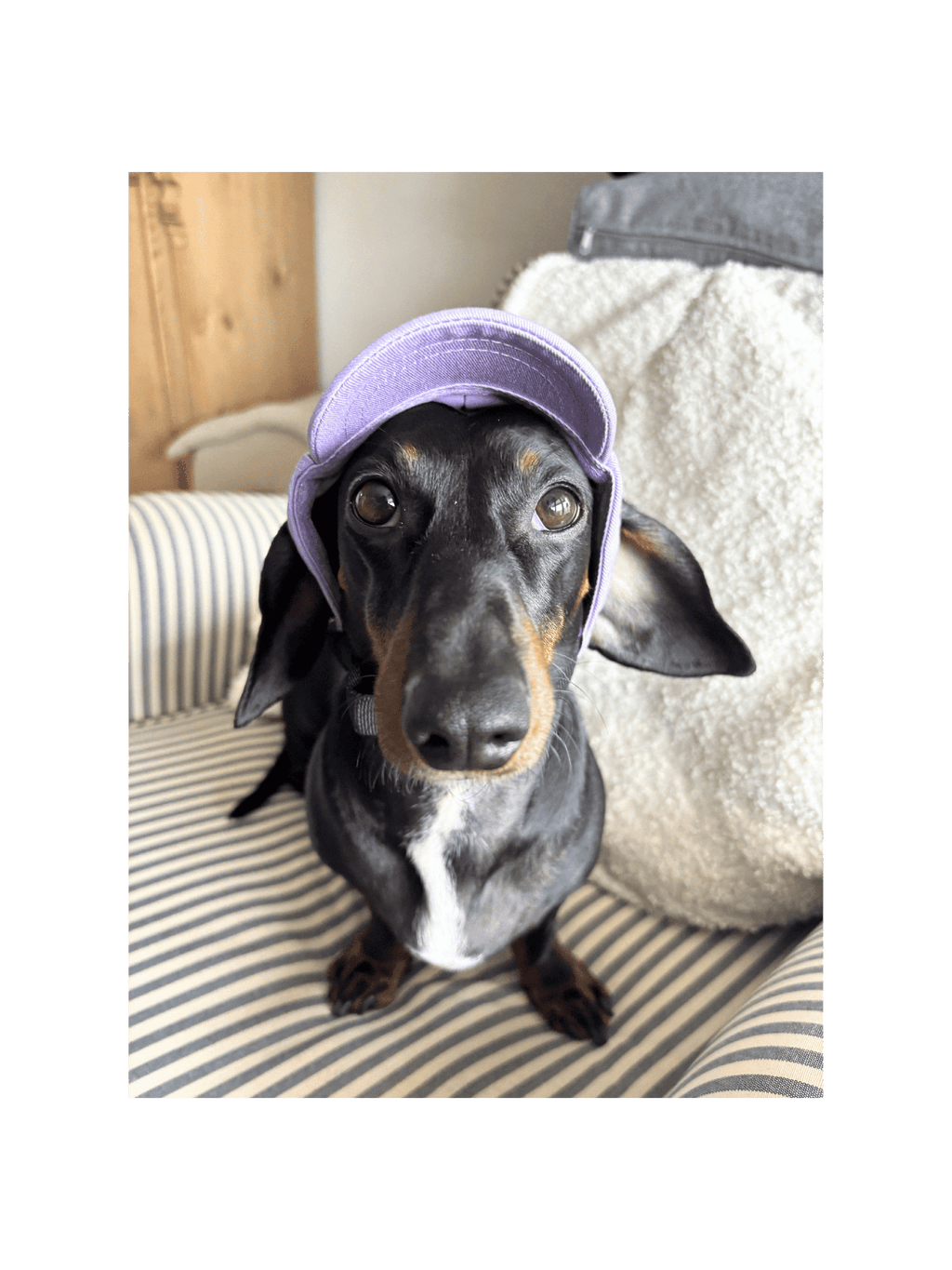 Dog Cap Keps