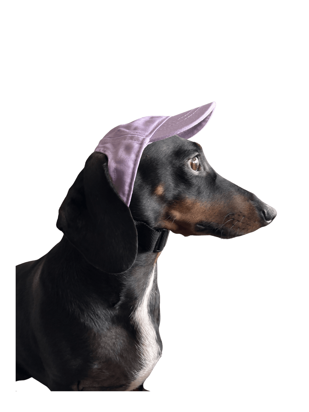 Dog Cap Keps