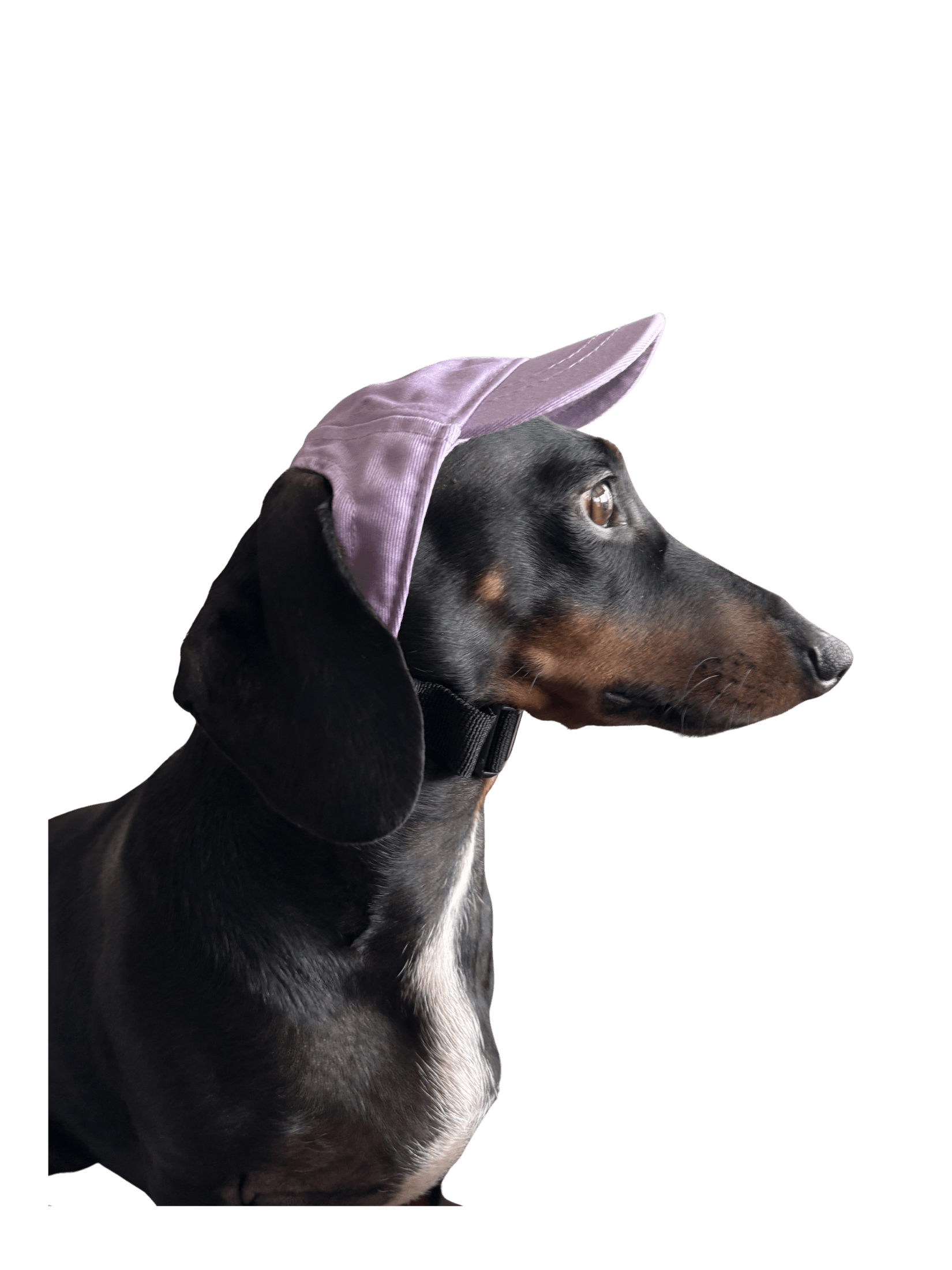 Dog Cap Keps
