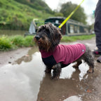 Fleecetröja för low riders! vattentät magpanel Hundtröja
