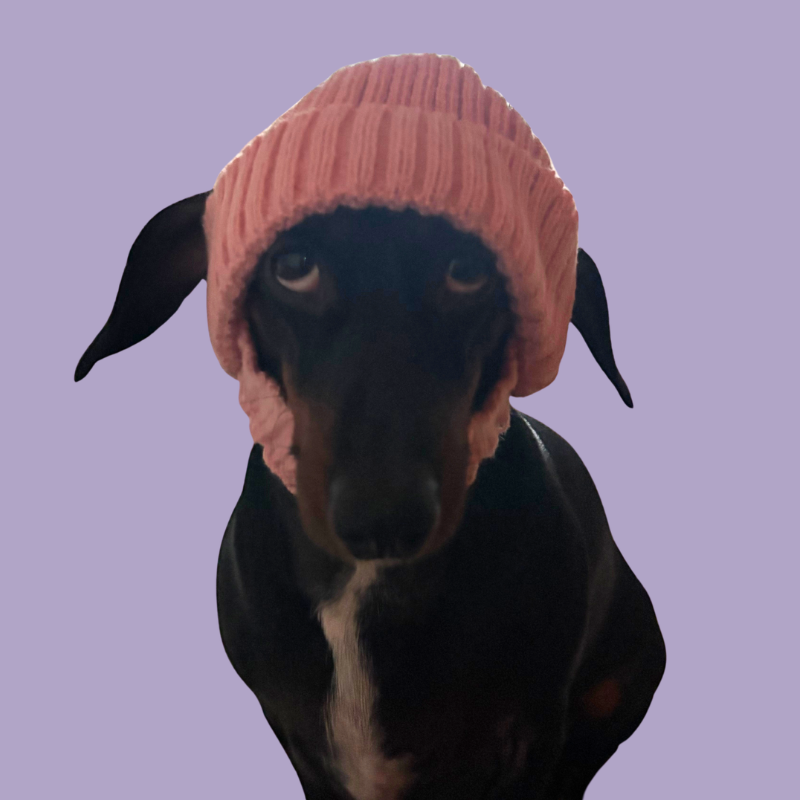 Mysstrumpor med hund Strumpor till människor