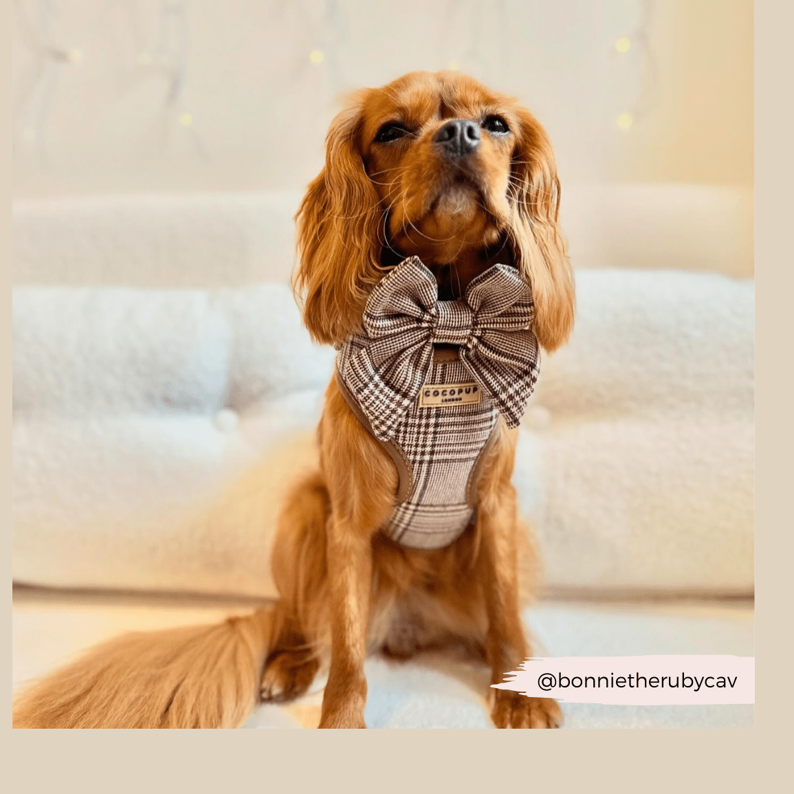 Flugor & Rosetter Flugor & Rosetter