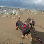 Fleecetröja för low riders! vattentät magpanel Hundtröja