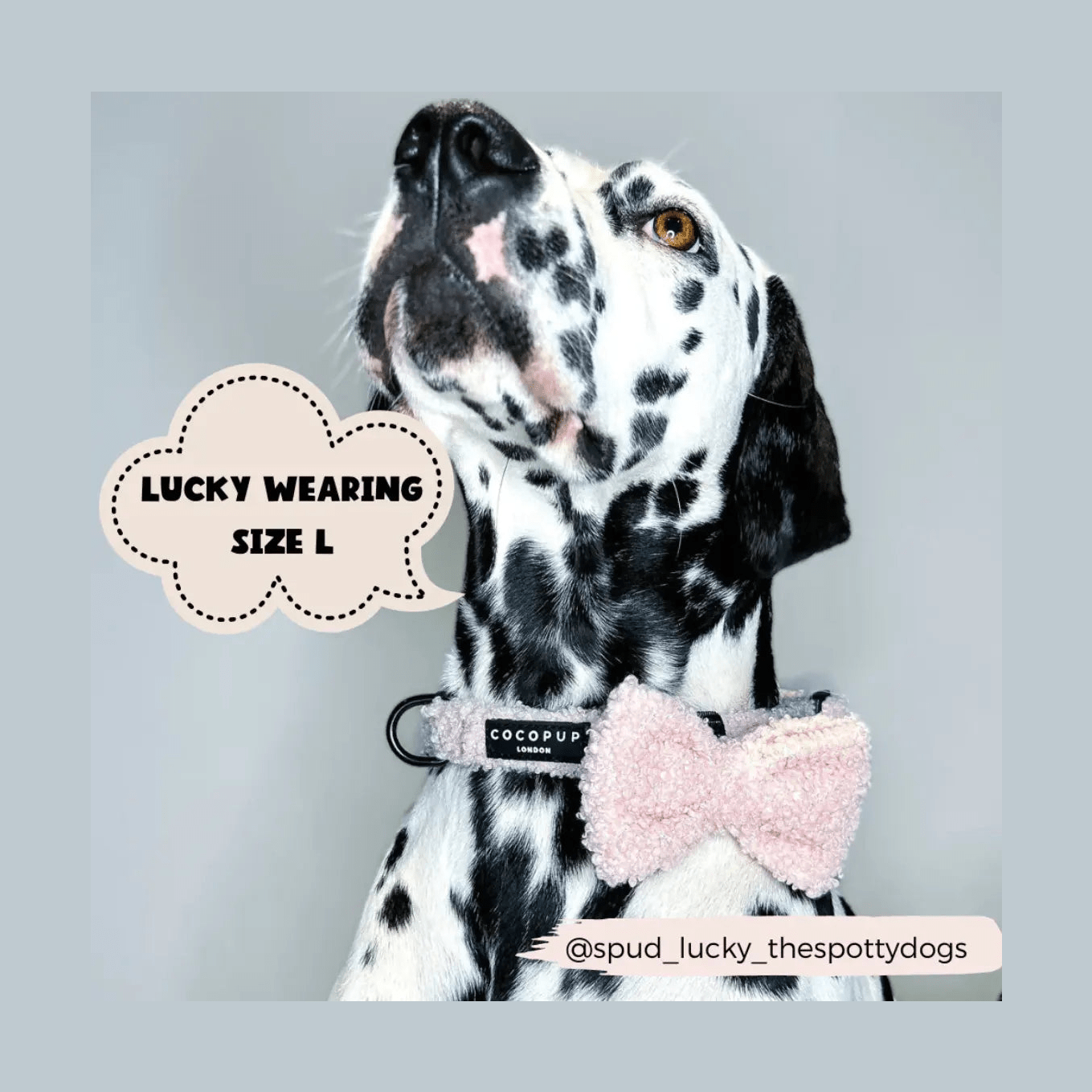 Flugor & Rosetter Flugor & Rosetter