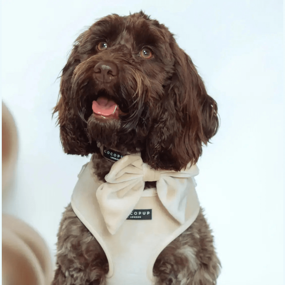 Flugor & Rosetter Flugor & Rosetter