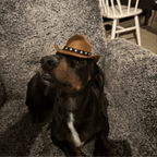 Cowboy Kit Hattar & Accessoarer