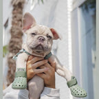 WagWellies® Mojave Hundsko, sommar