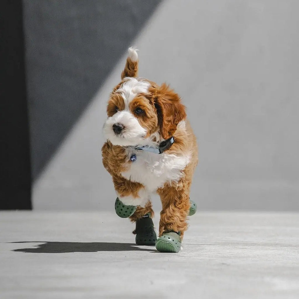 WagWellies® Mojave Hundsko, sommar