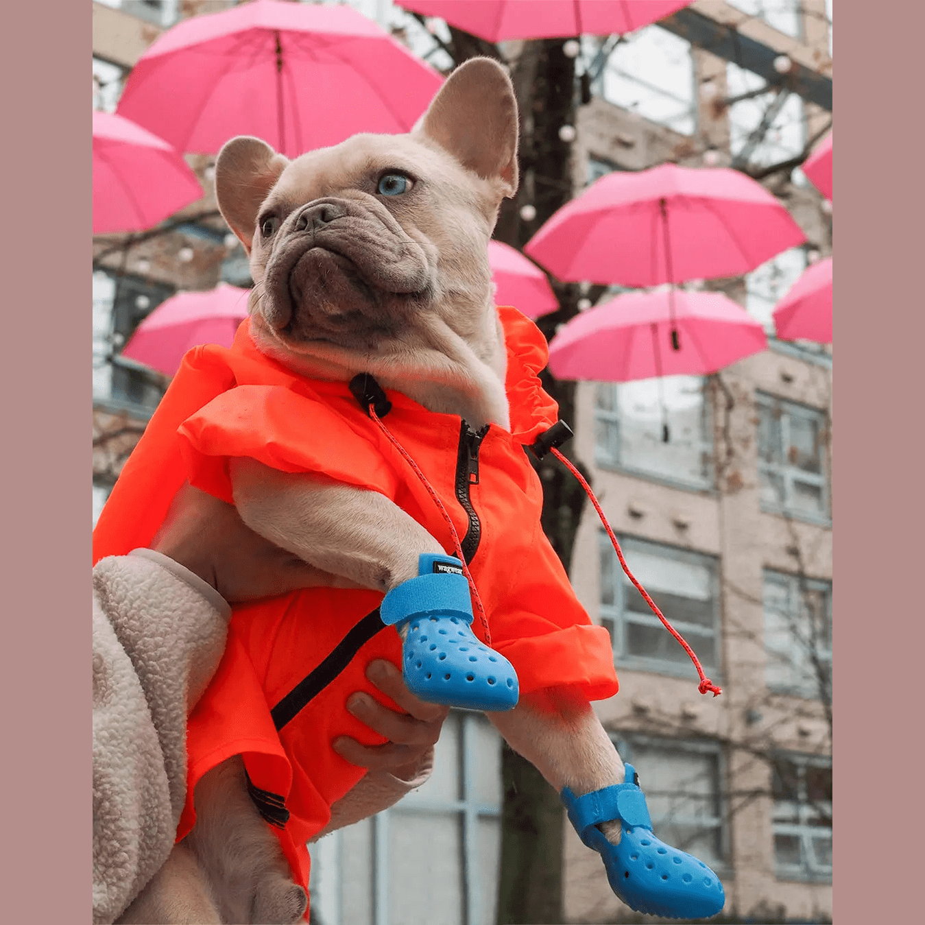 WagWellies® Mojave Hundsko, sommar