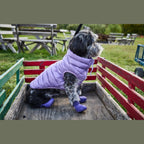 Wagwellies® hundskor Hundsko