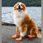 WagWellies® Mojave Hundsko, sommar