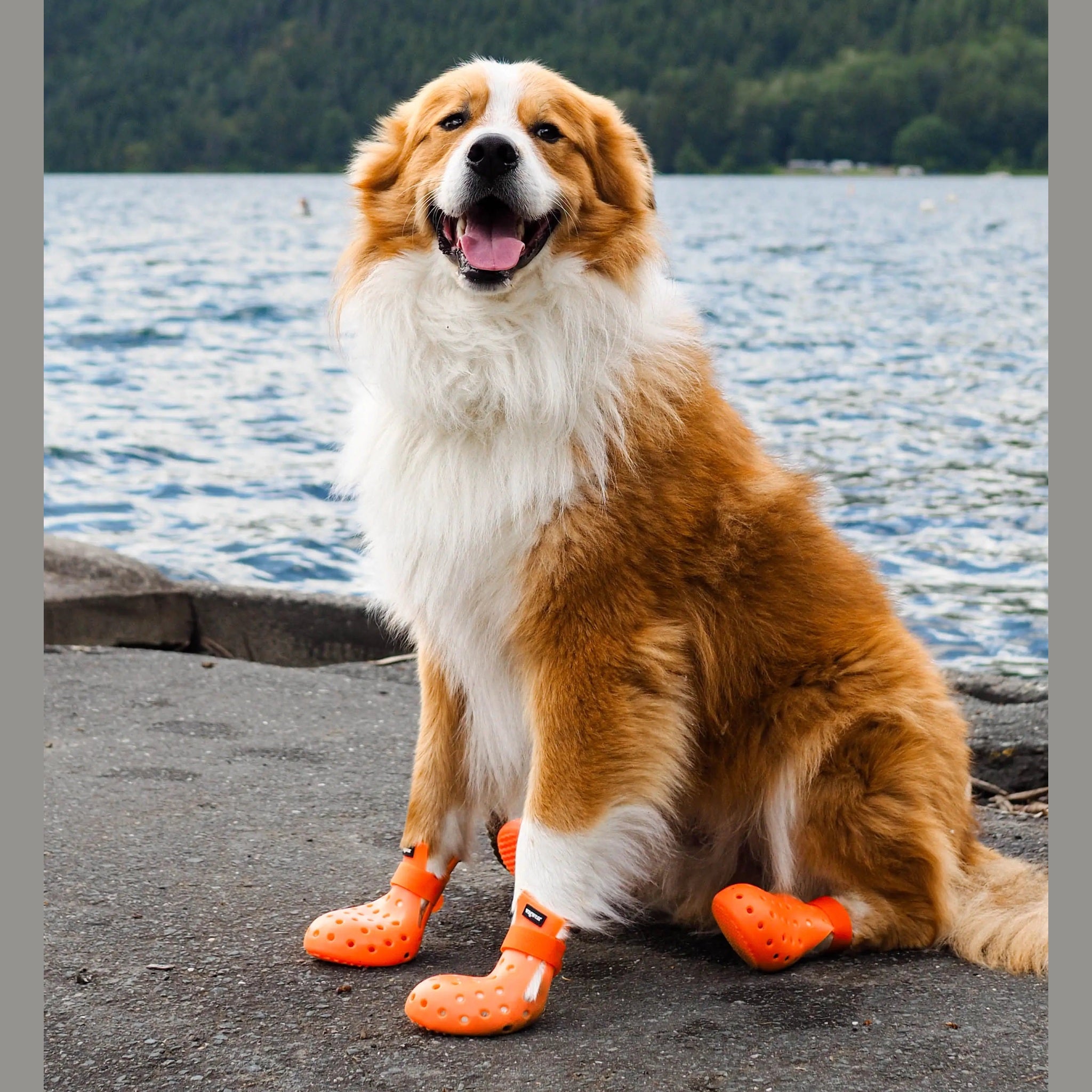 WagWellies® Mojave Hundsko, sommar