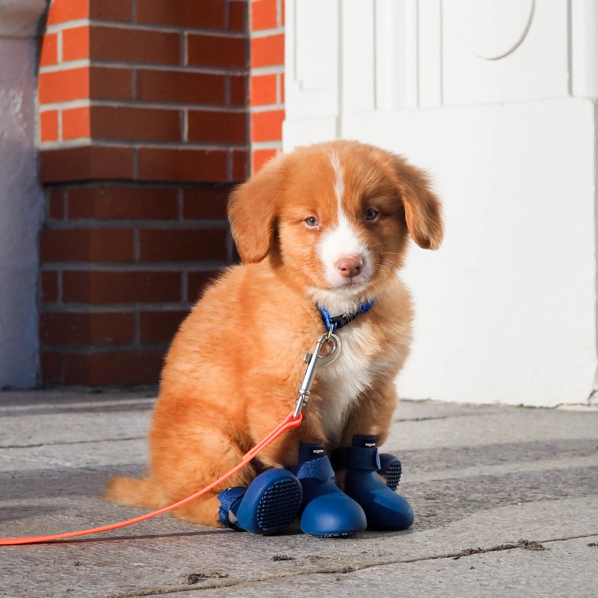 Wagwellies® hundskor Hundsko