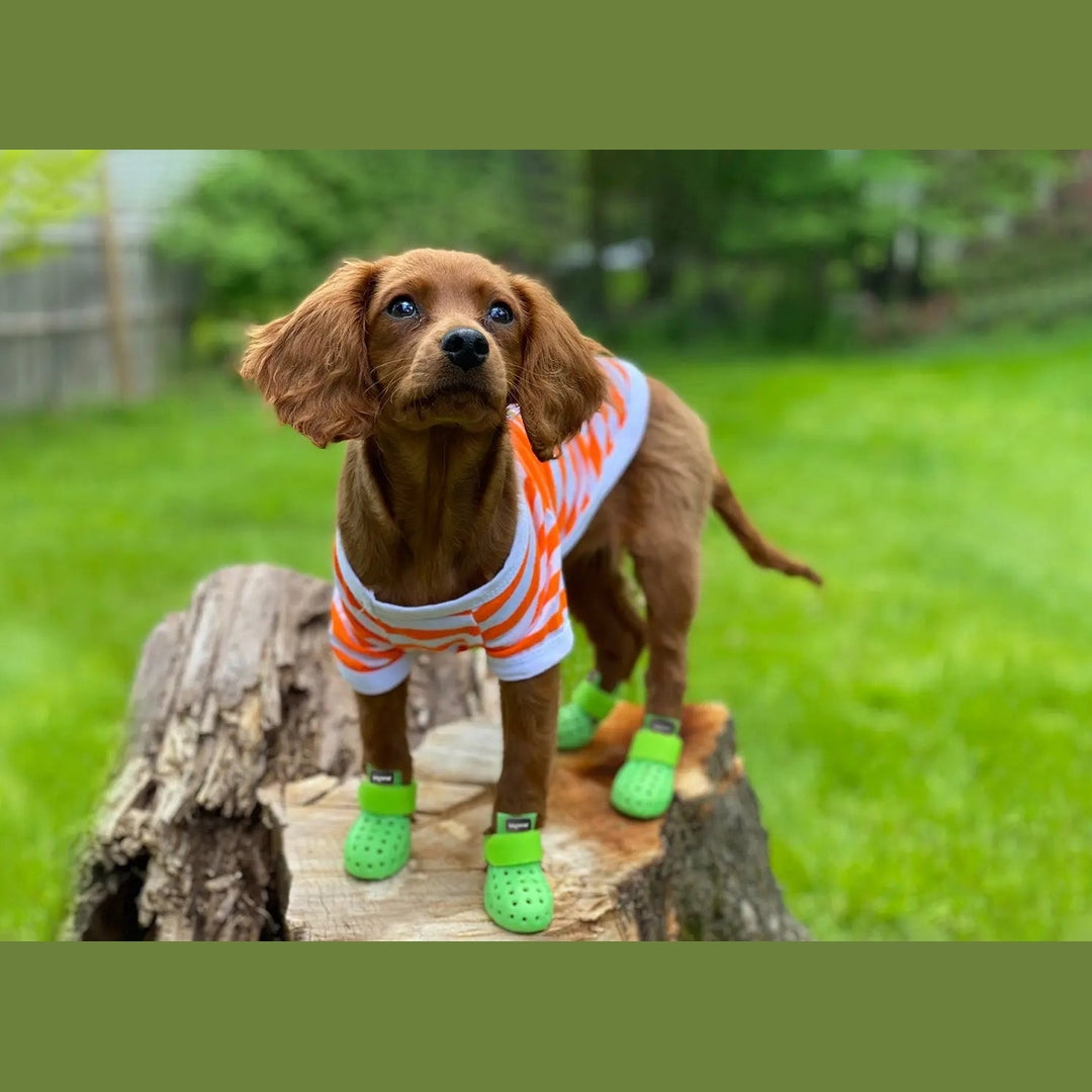 WagWellies® Mojave Hundsko, sommar