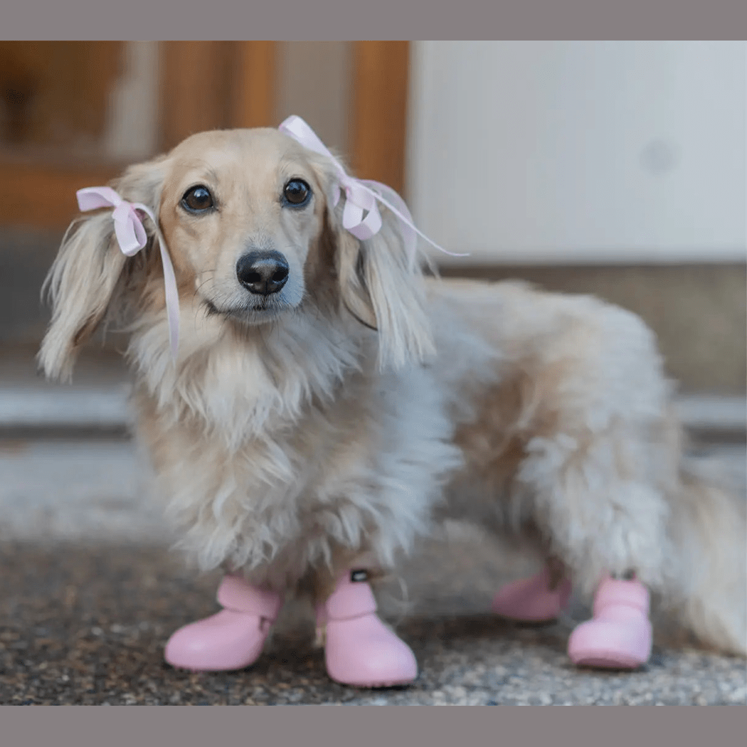 Wagwellies® hundskor Hundsko