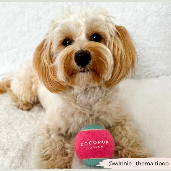 Tennisboll för hund