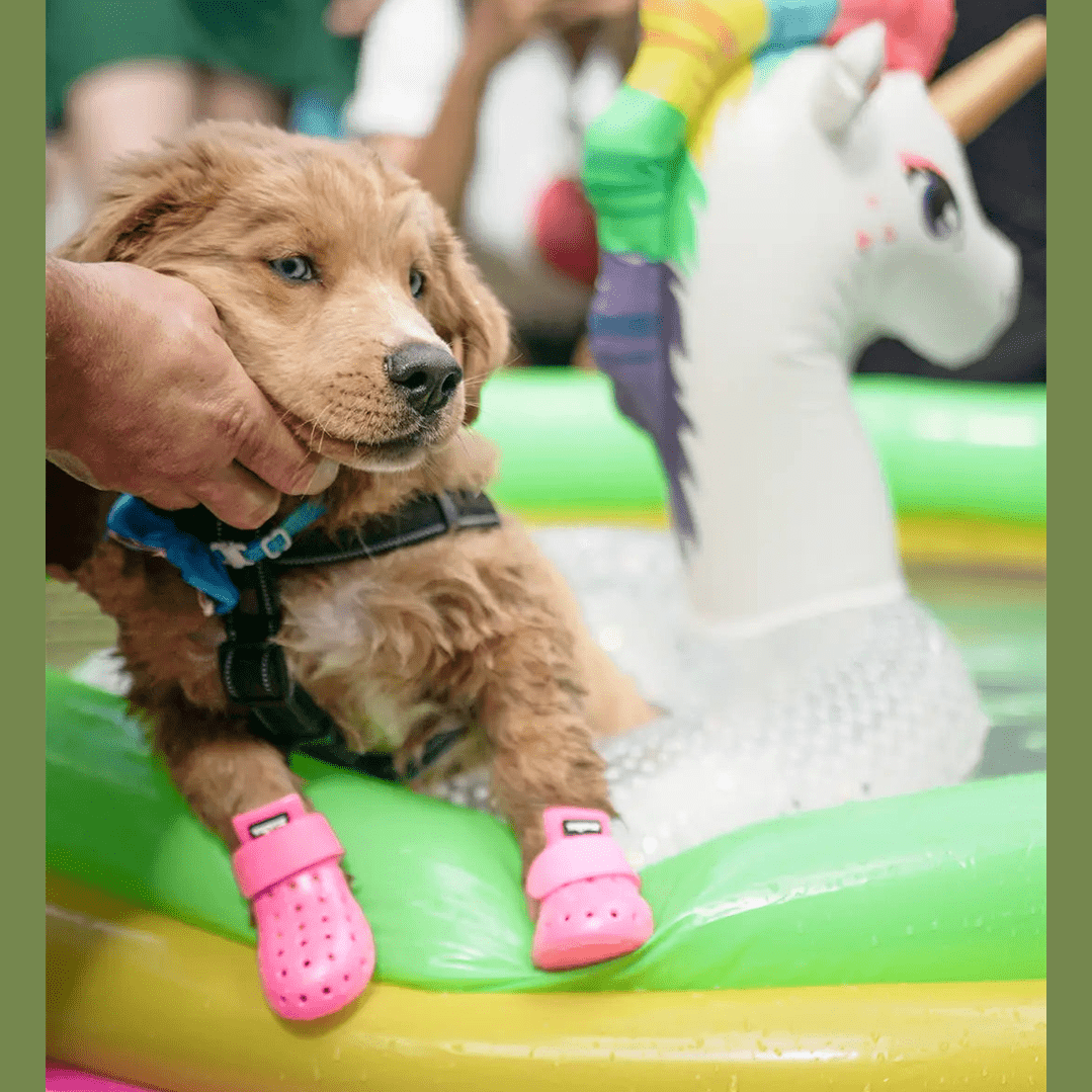 WagWellies® Mojave Hundsko, sommar