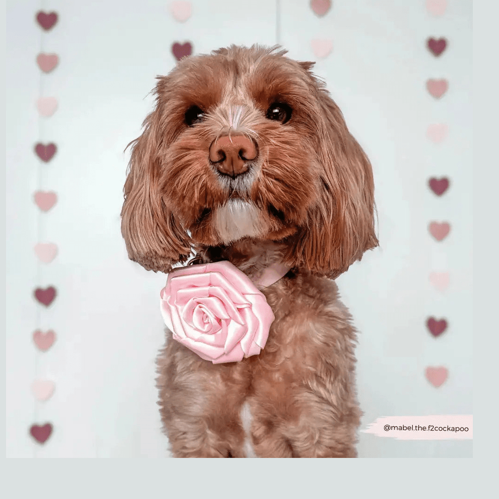 Ros till halsbandet Kragblomma