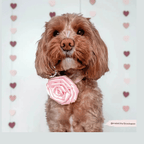 Ros till halsbandet Kragblomma