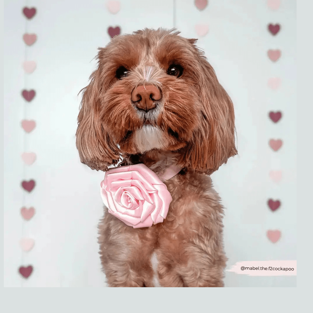 Ros till halsbandet Kragblomma